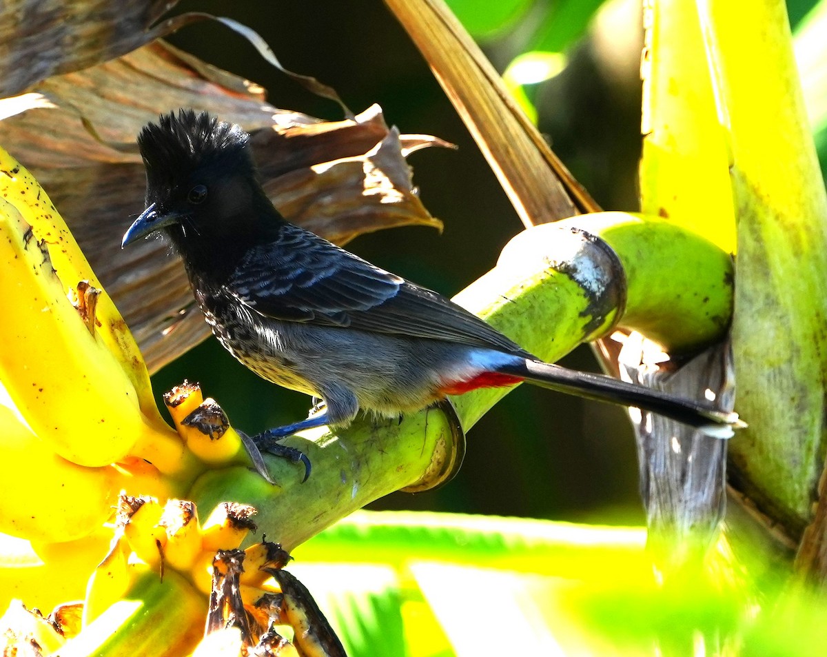 Bulbul à ventre rouge - ML646282542