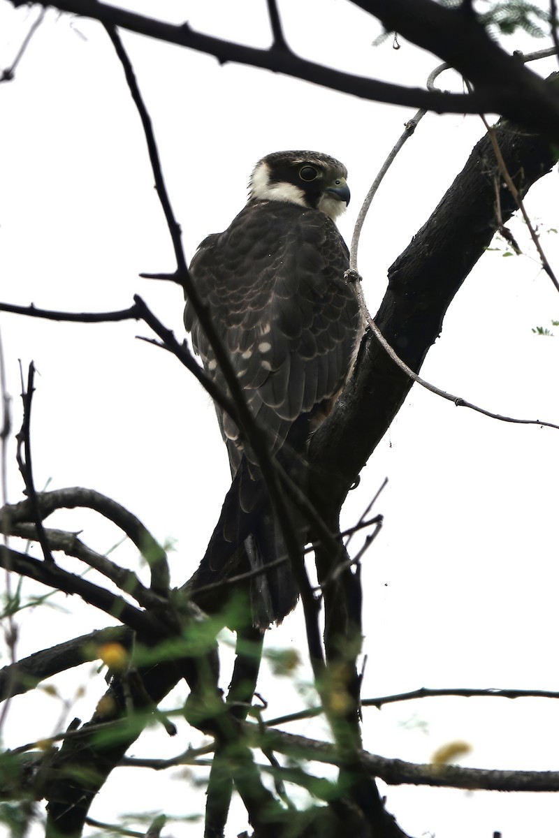 Faucon hobereau - ML646282543