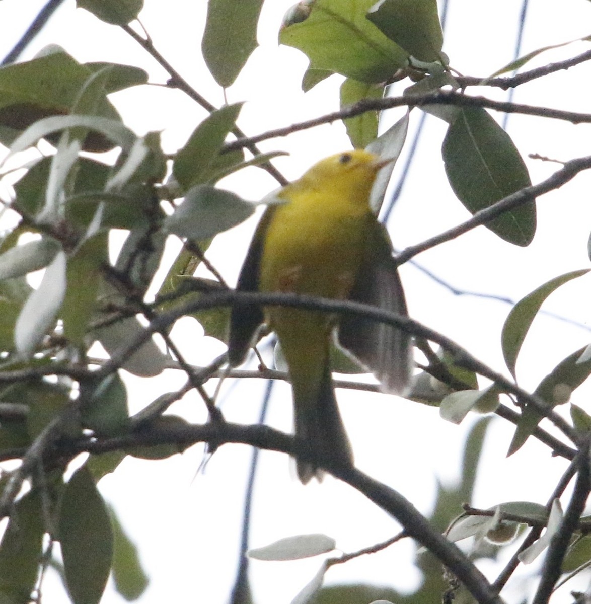 Wilson's Warbler - ML646282544
