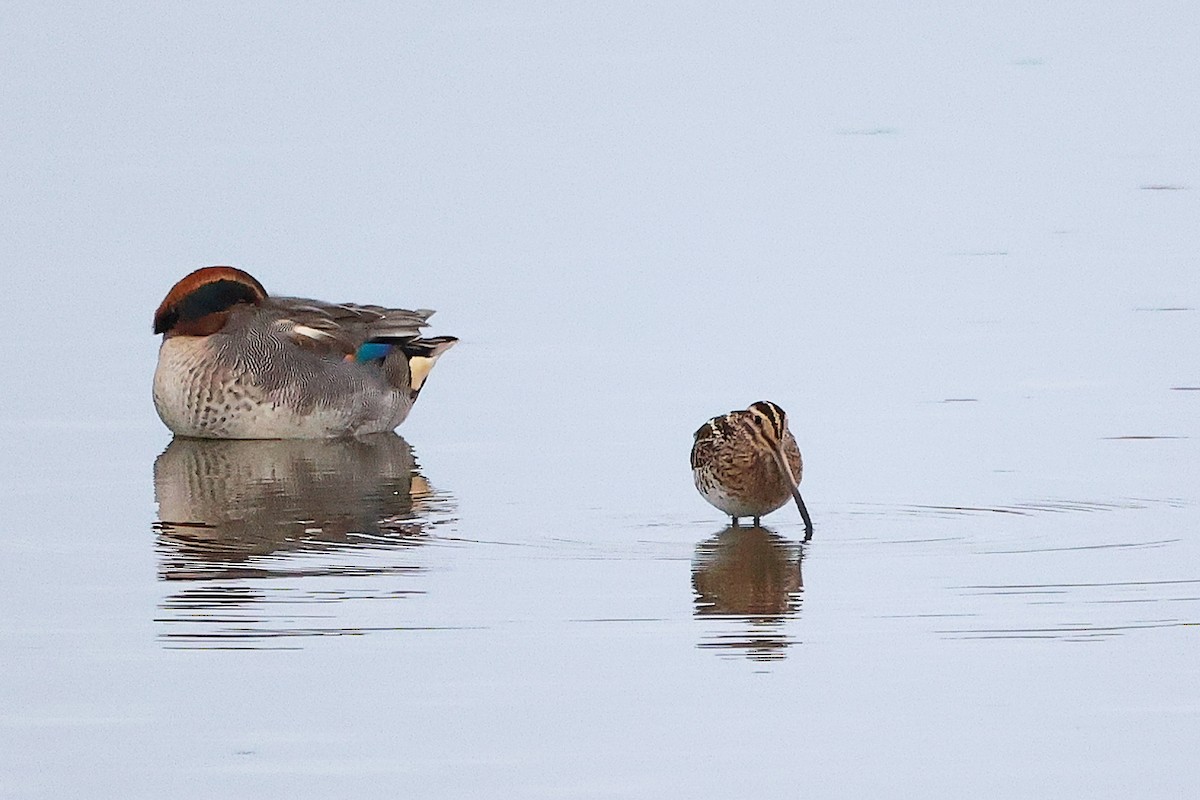 חרטומית ביצות - ML646282545