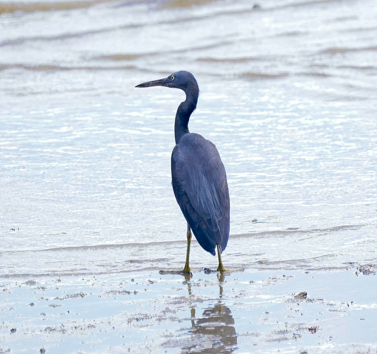 Pacific Reef-Heron - ML646282546