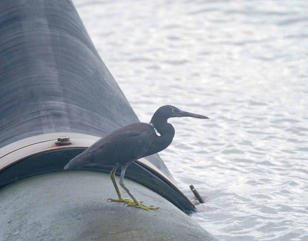 Pacific Reef-Heron - ML646282547