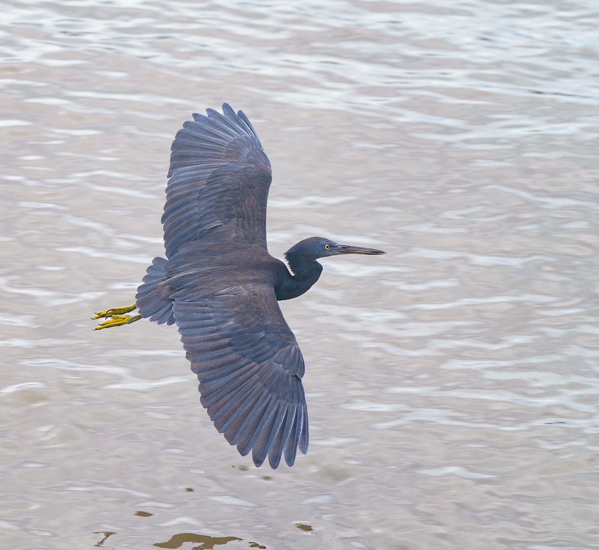 Pacific Reef-Heron - ML646282548
