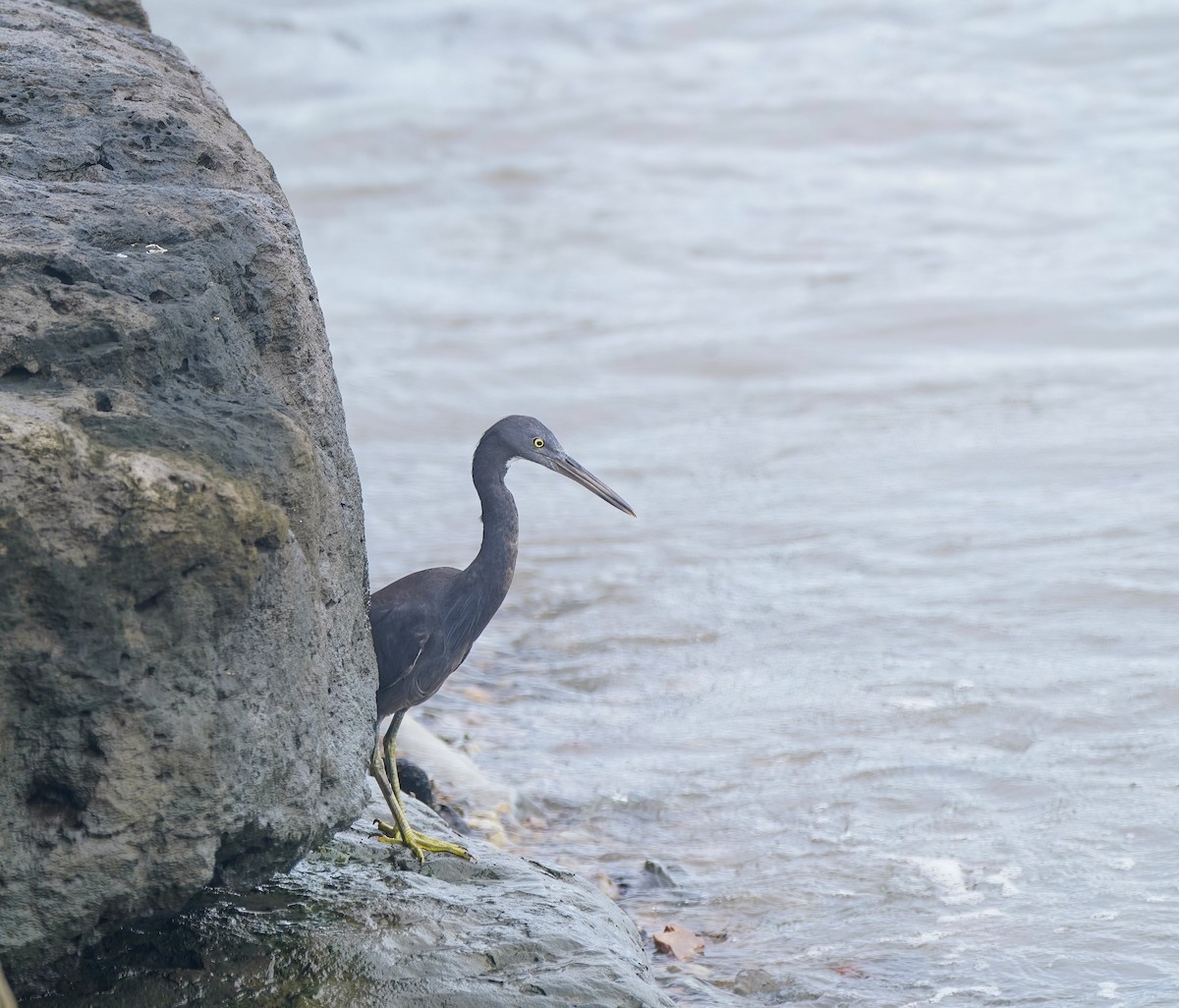 Pacific Reef-Heron - ML646282549