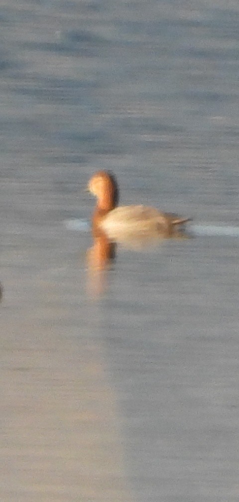Common Pochard - ML646282554