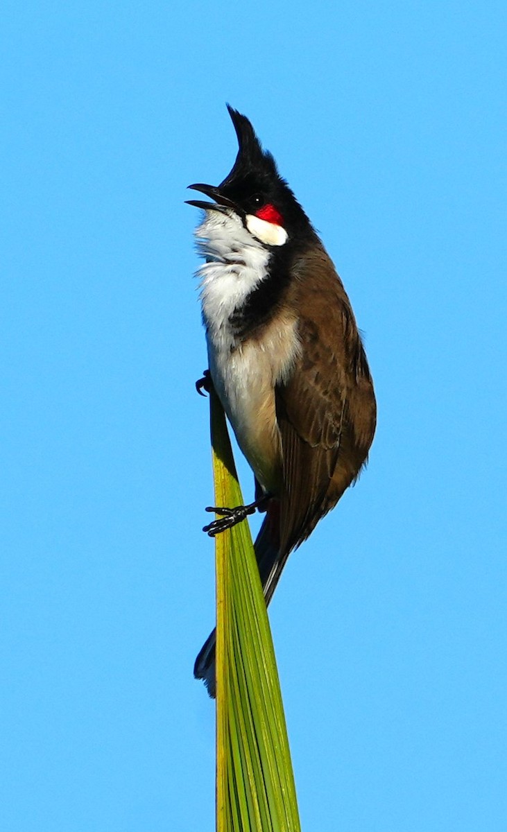 Red-whiskered Bulbul - ML646282560