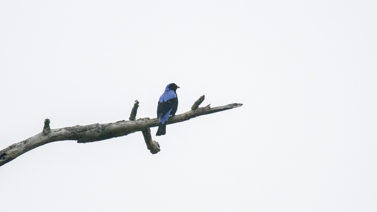 Irène vierge - ML646282563