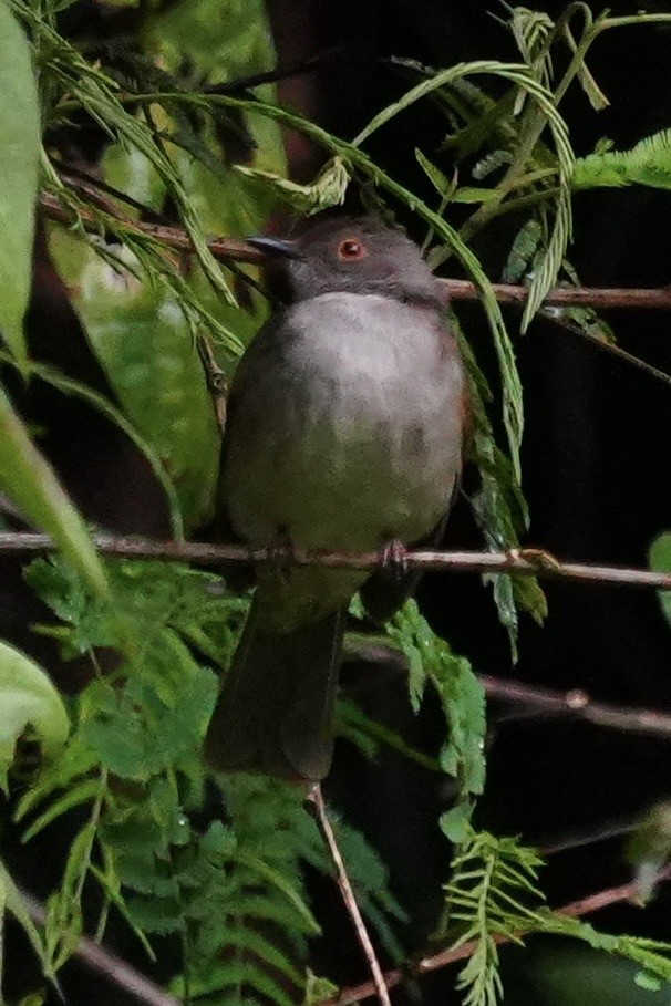 Spectacled Bulbul - ML646282564