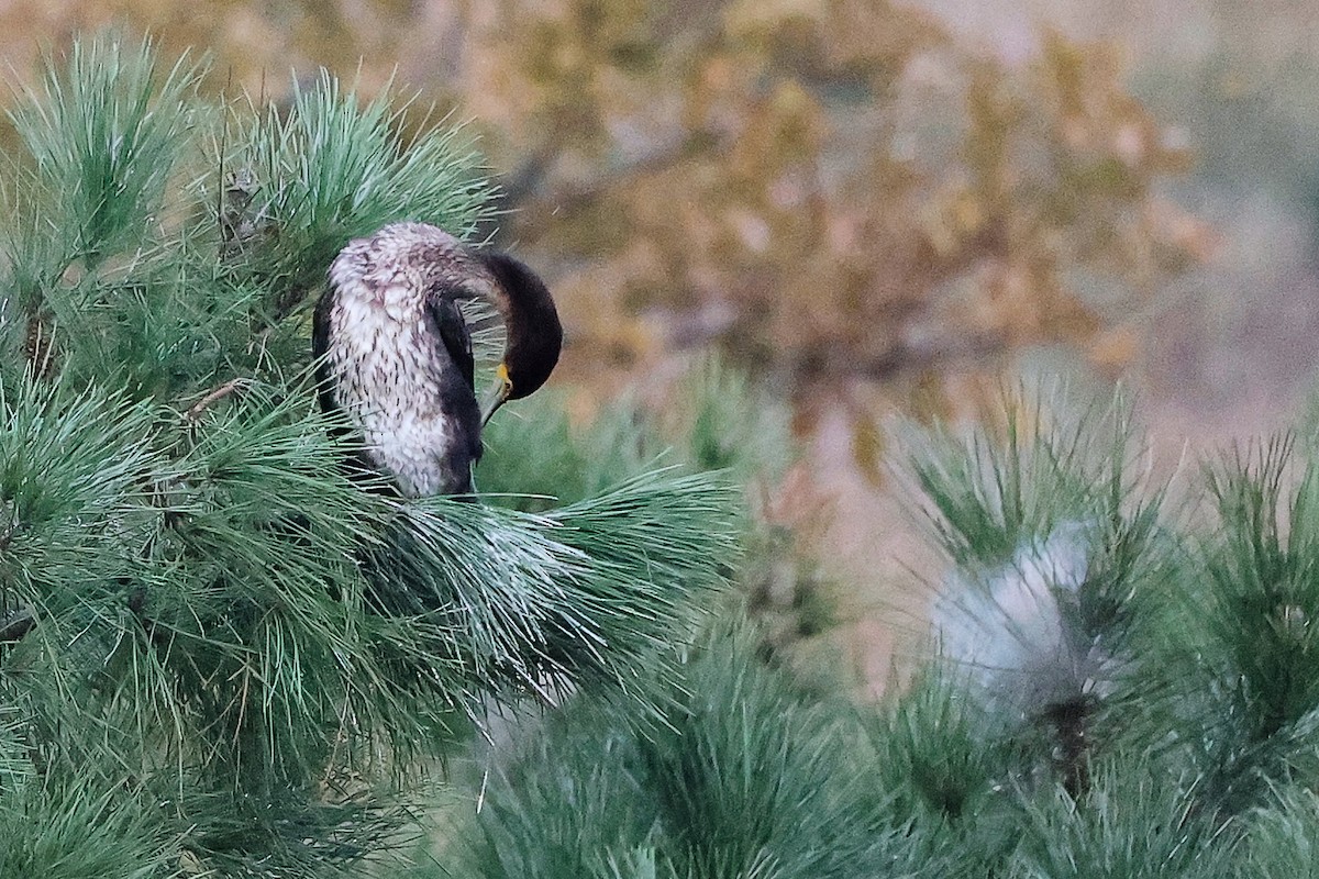 Great Cormorant - ML646282566