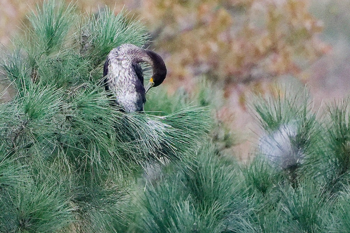 Great Cormorant - ML646282567
