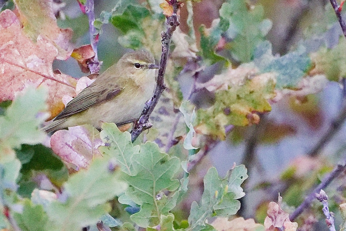 Common Chiffchaff - ML646282570