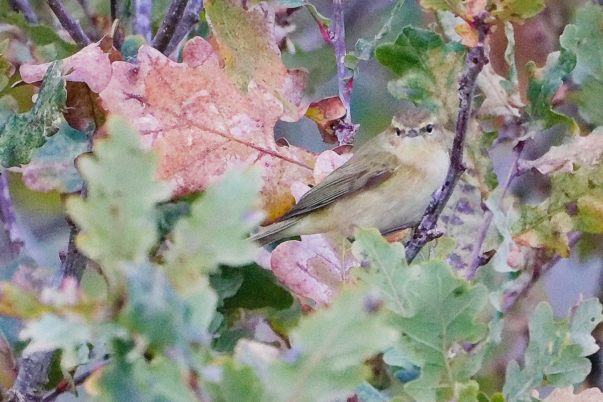 Common Chiffchaff - ML646282572