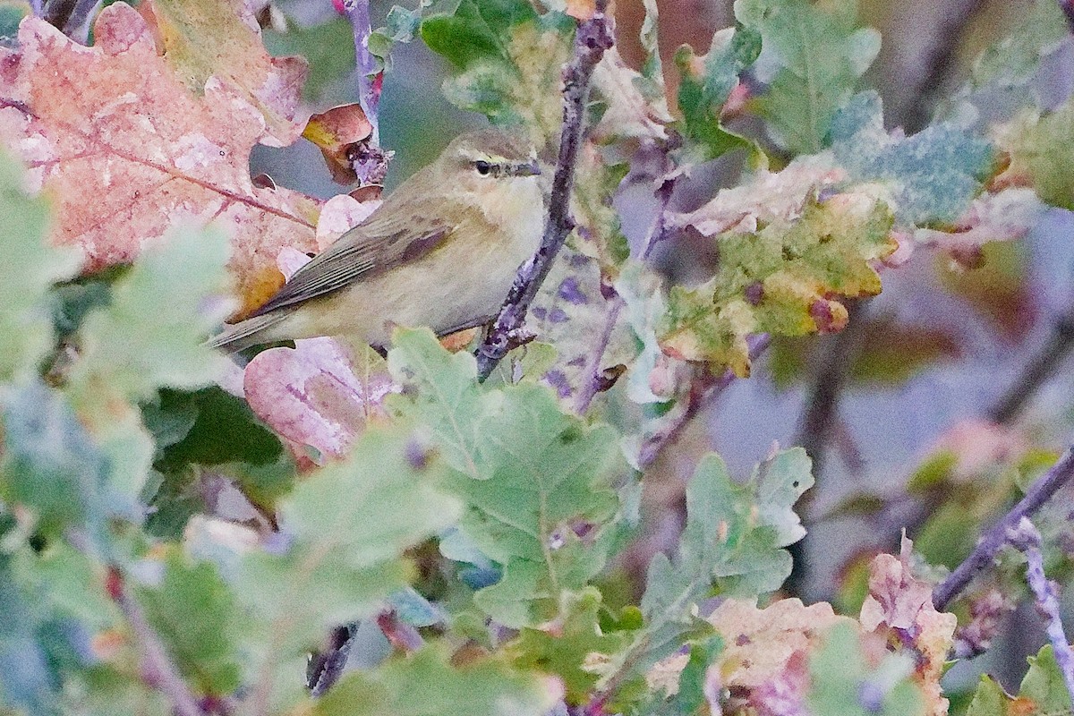 Common Chiffchaff - ML646282574