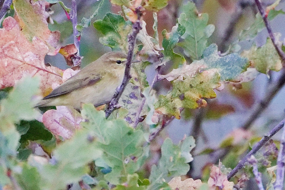 Common Chiffchaff - ML646282575