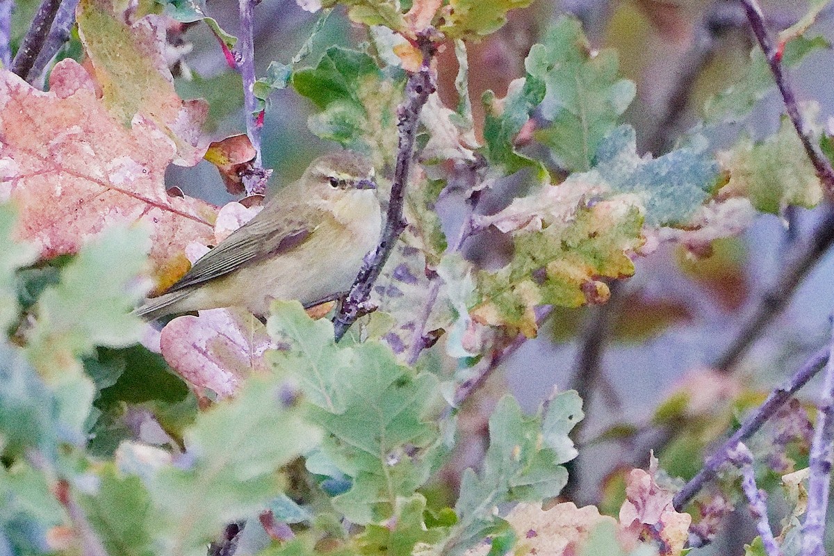 Common Chiffchaff - ML646282576