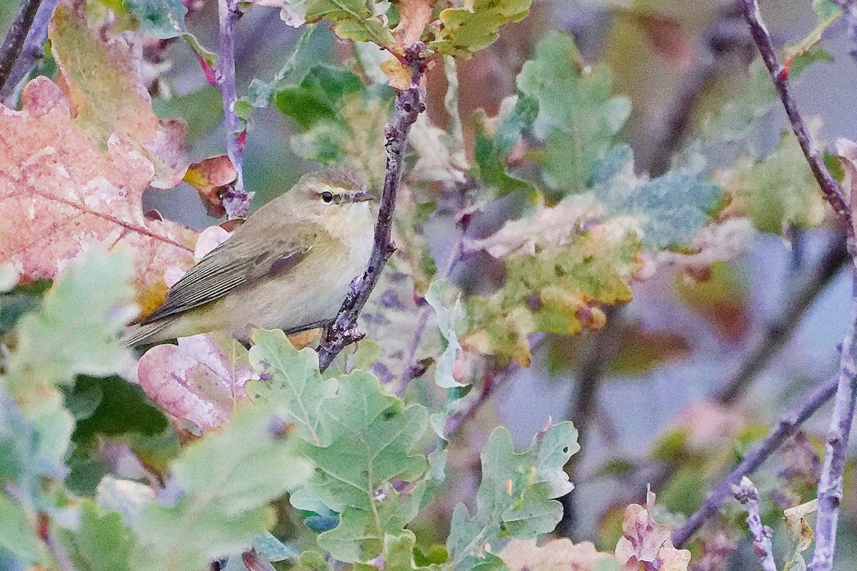 Common Chiffchaff - ML646282577