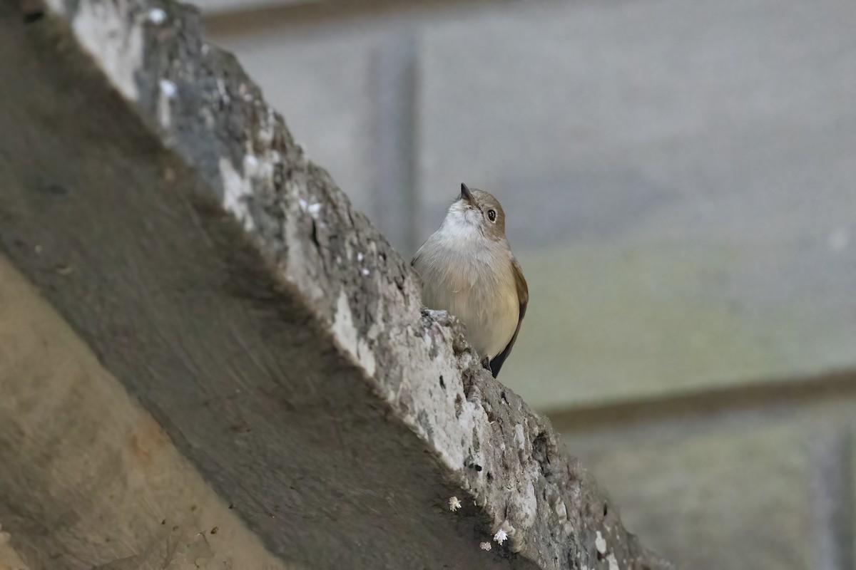 Taiga Flycatcher - ML646282579