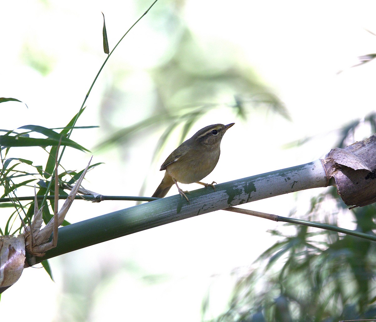 budníček tlustozobý - ML646282580