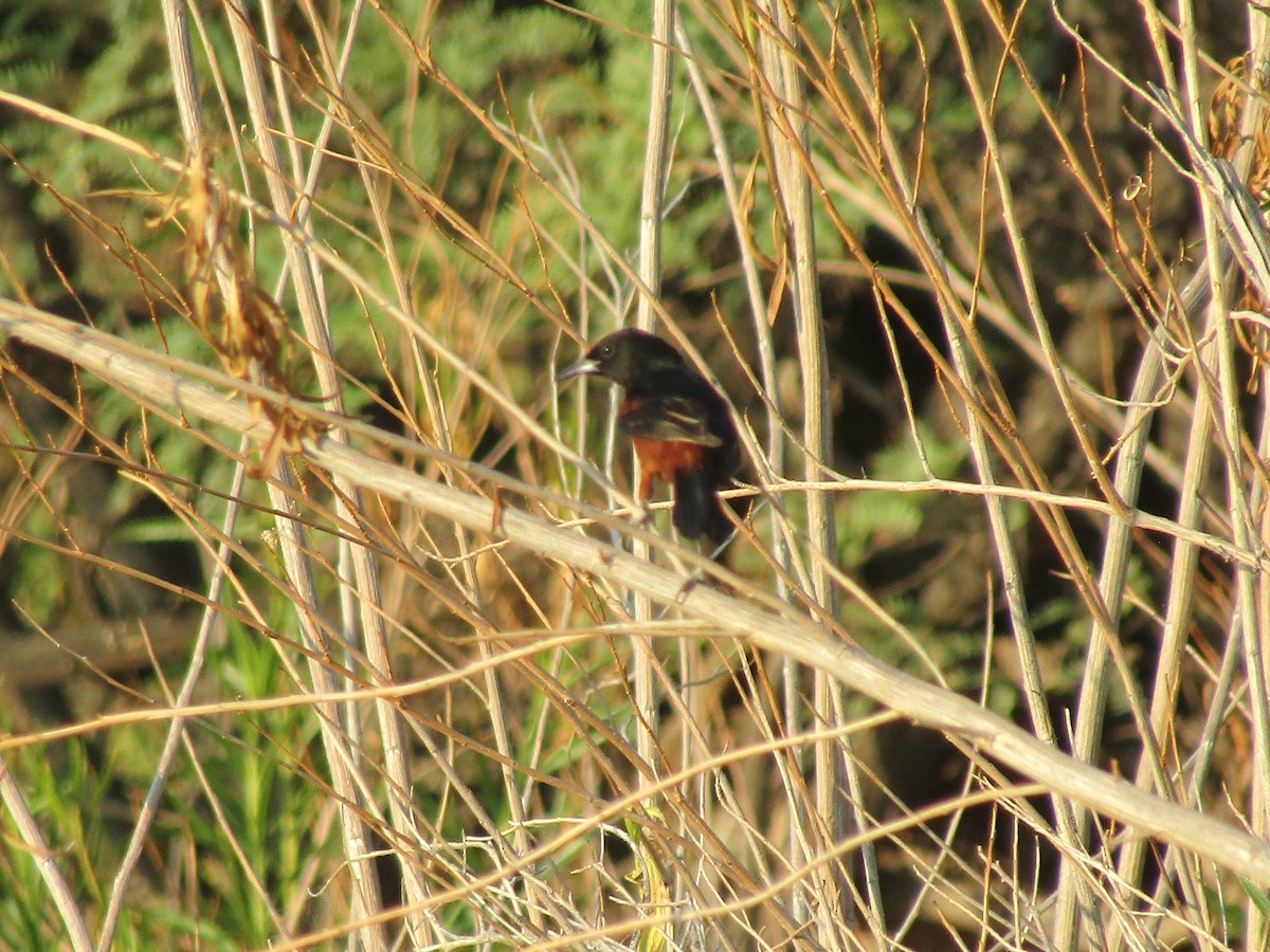 Orchard Oriole - ML646282581