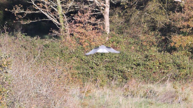 Black-winged Kite - ML646282583