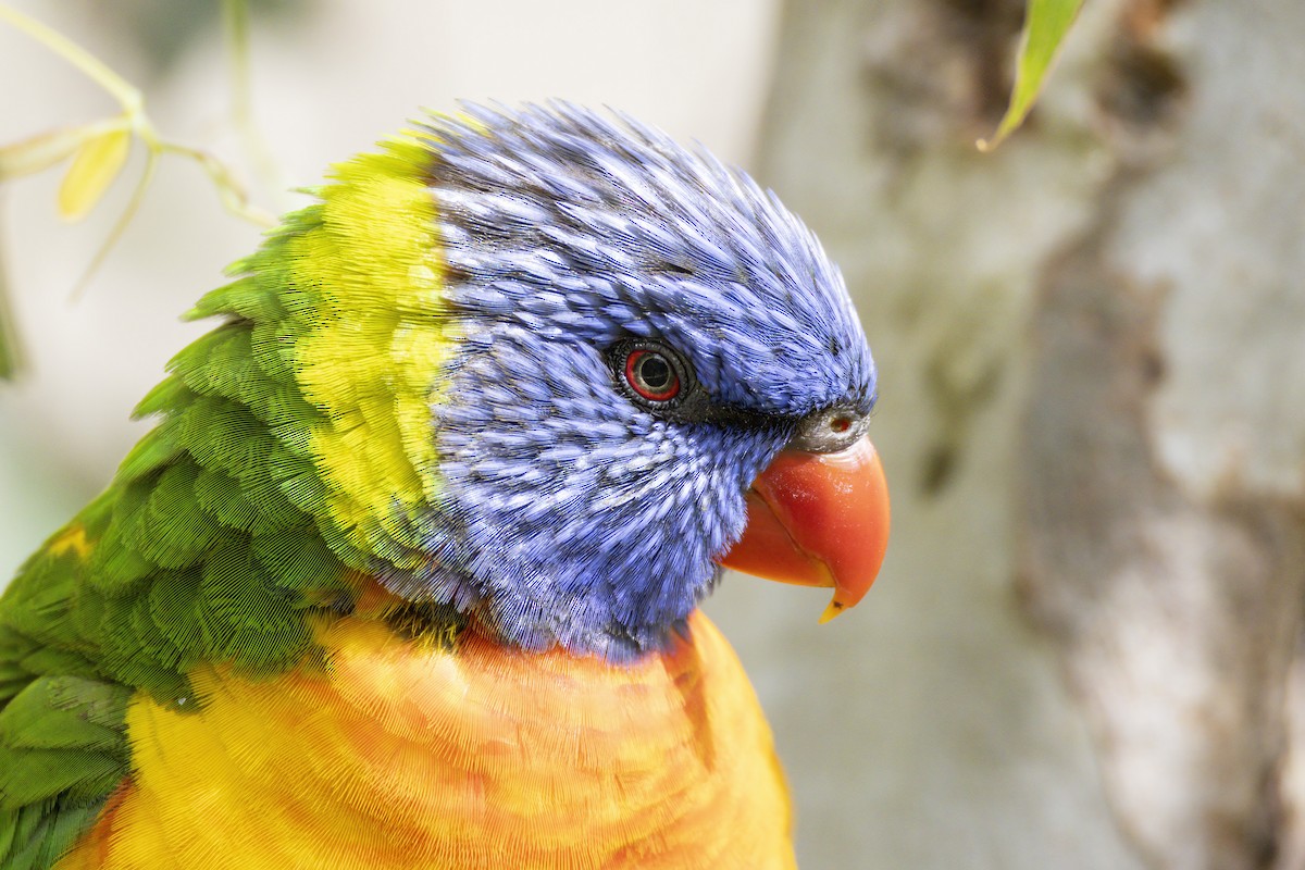 Rainbow Lorikeet - ML646282585