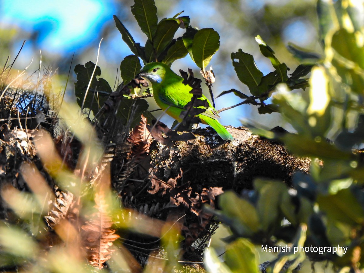 Orange-bellied Leafbird (Orange-bellied) - ML646282586