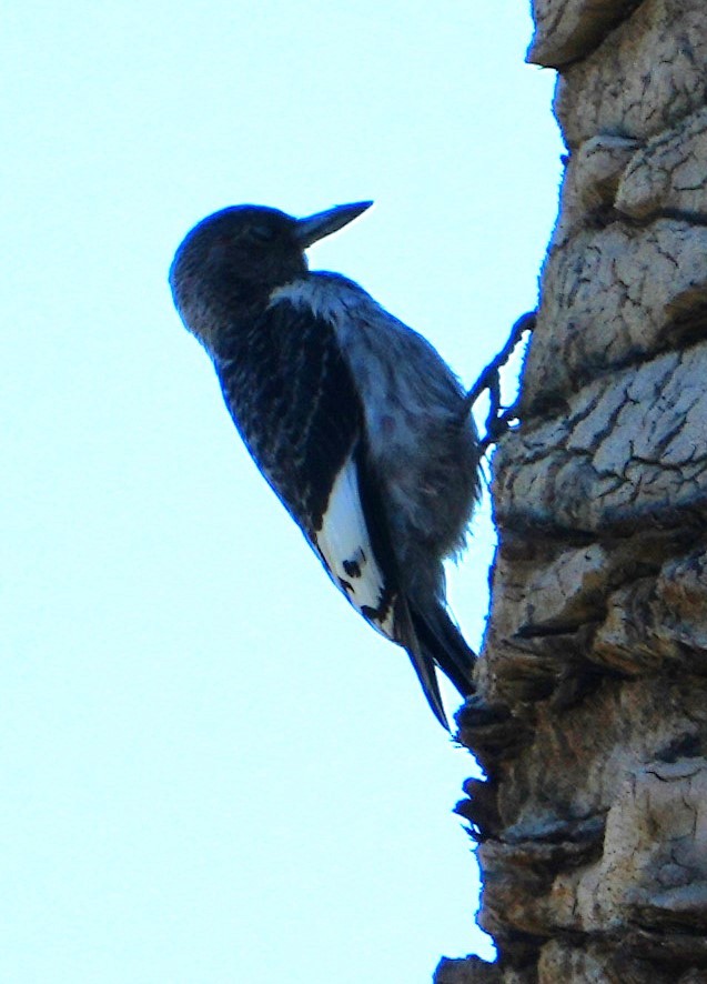 Red-headed Woodpecker - ML646282587