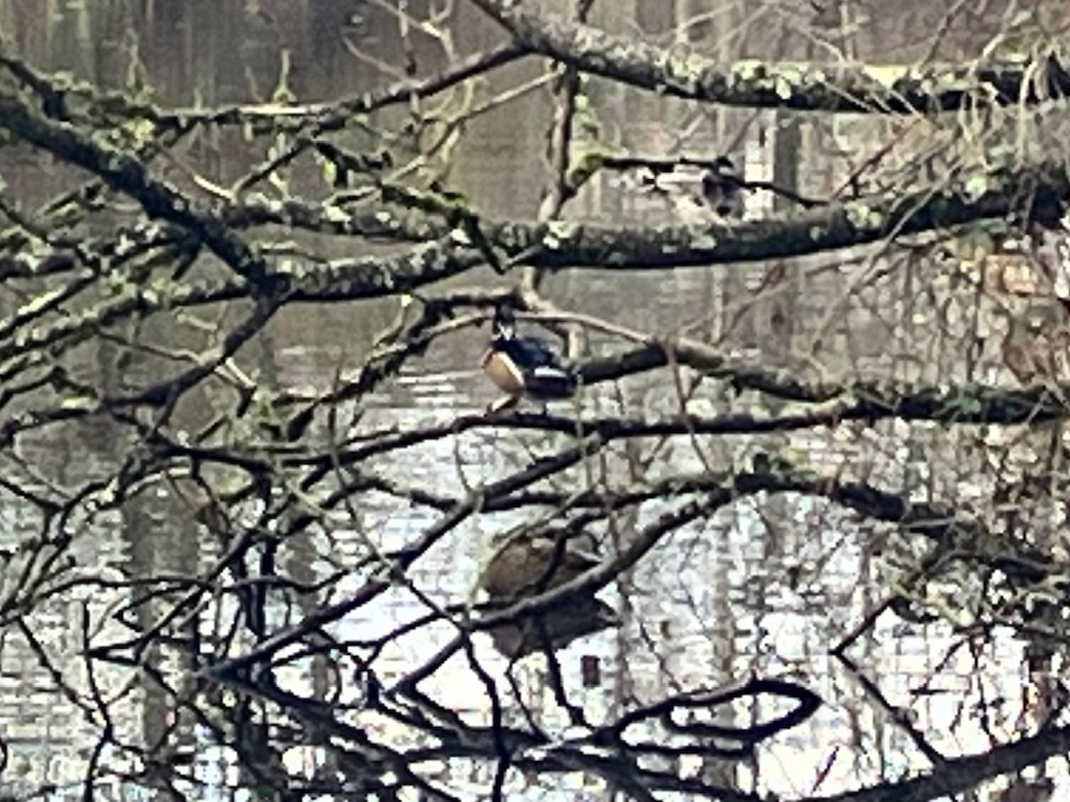 Wood Duck - ML646282589