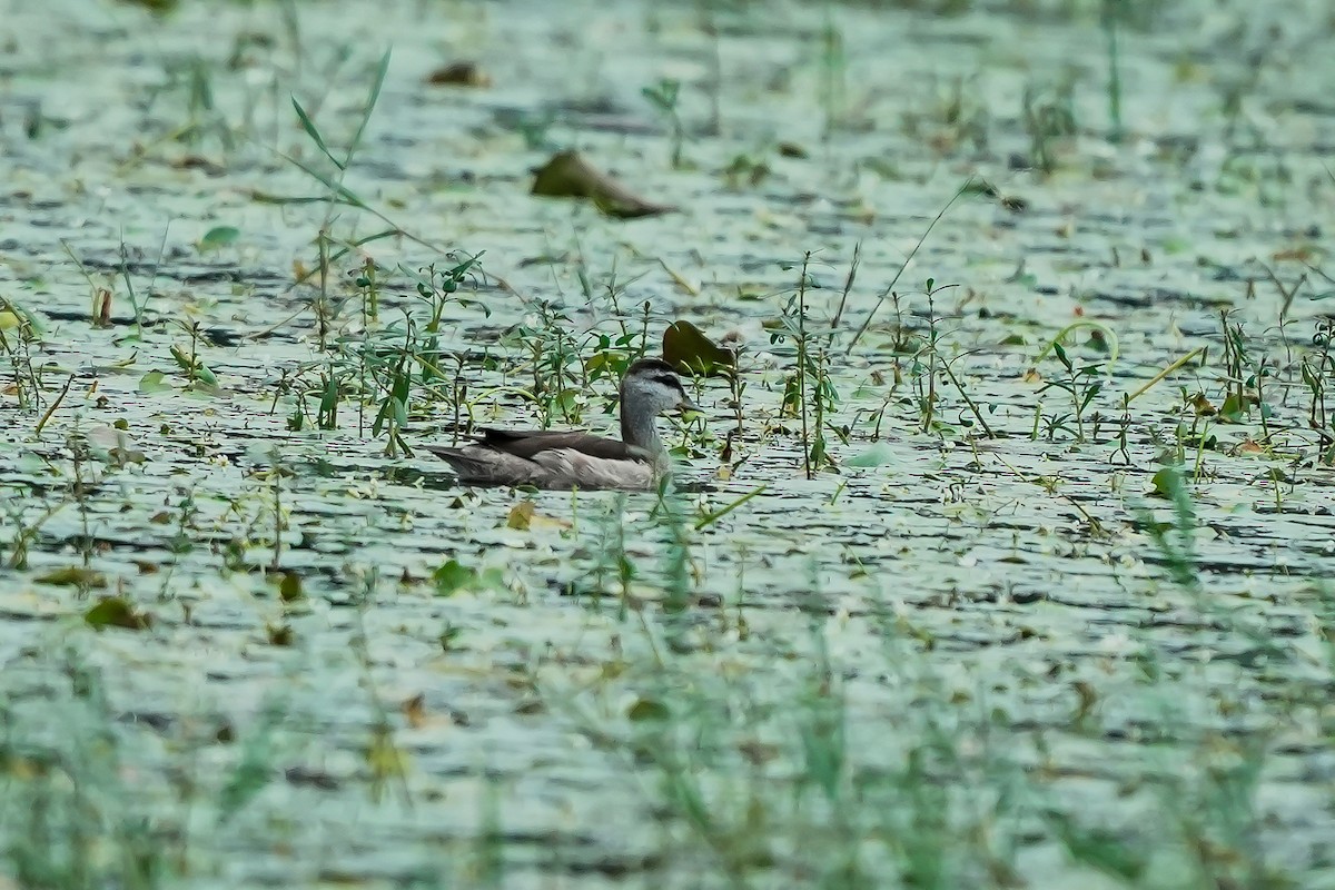 Cotton Pygmy-Goose - ML646282590