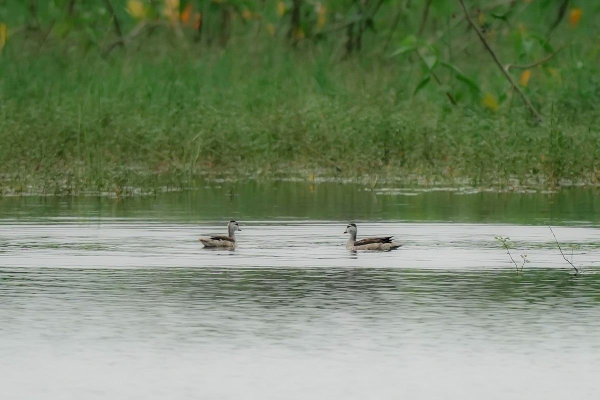 Cotton Pygmy-Goose - ML646282592