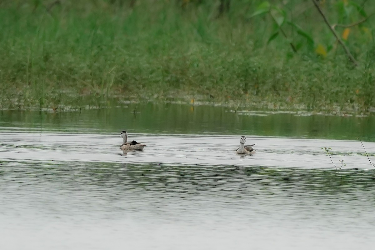 Cotton Pygmy-Goose - ML646282594