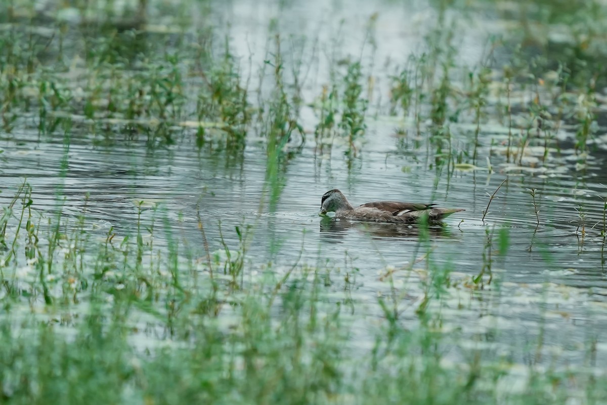 Cotton Pygmy-Goose - ML646282597