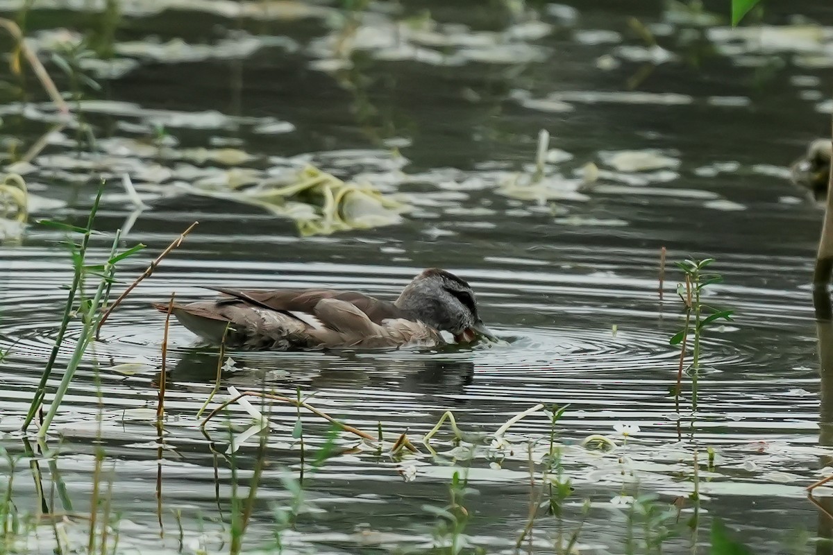 Cotton Pygmy-Goose - ML646282598