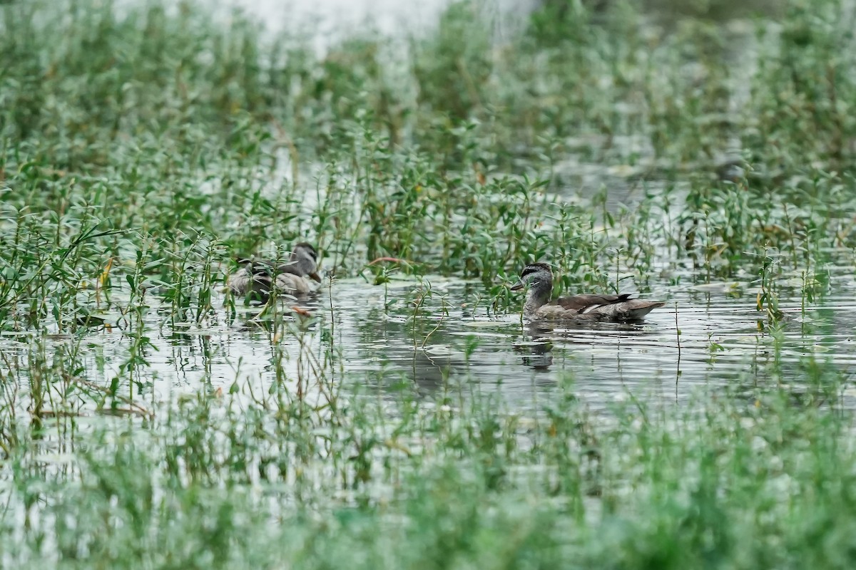 Cotton Pygmy-Goose - ML646282599