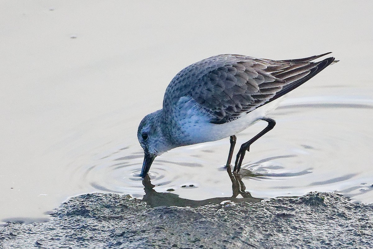 Dunlin - ML646282604