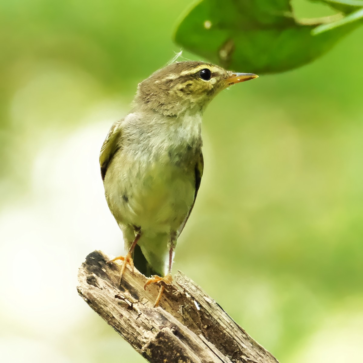 Arctic Warbler - ML646282606