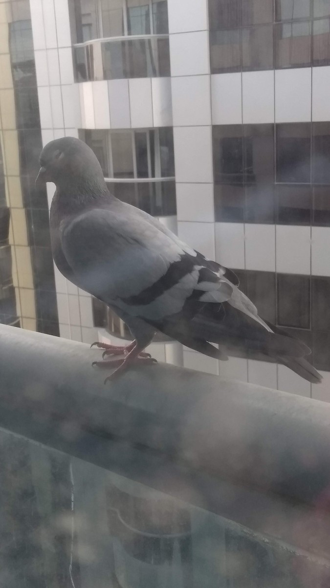 Kaya Güvercini (evcil tip) - ML646282607