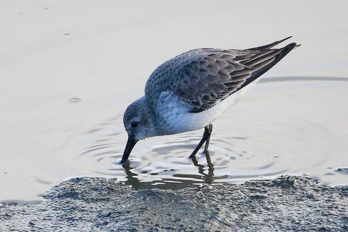 Dunlin - ML646282608