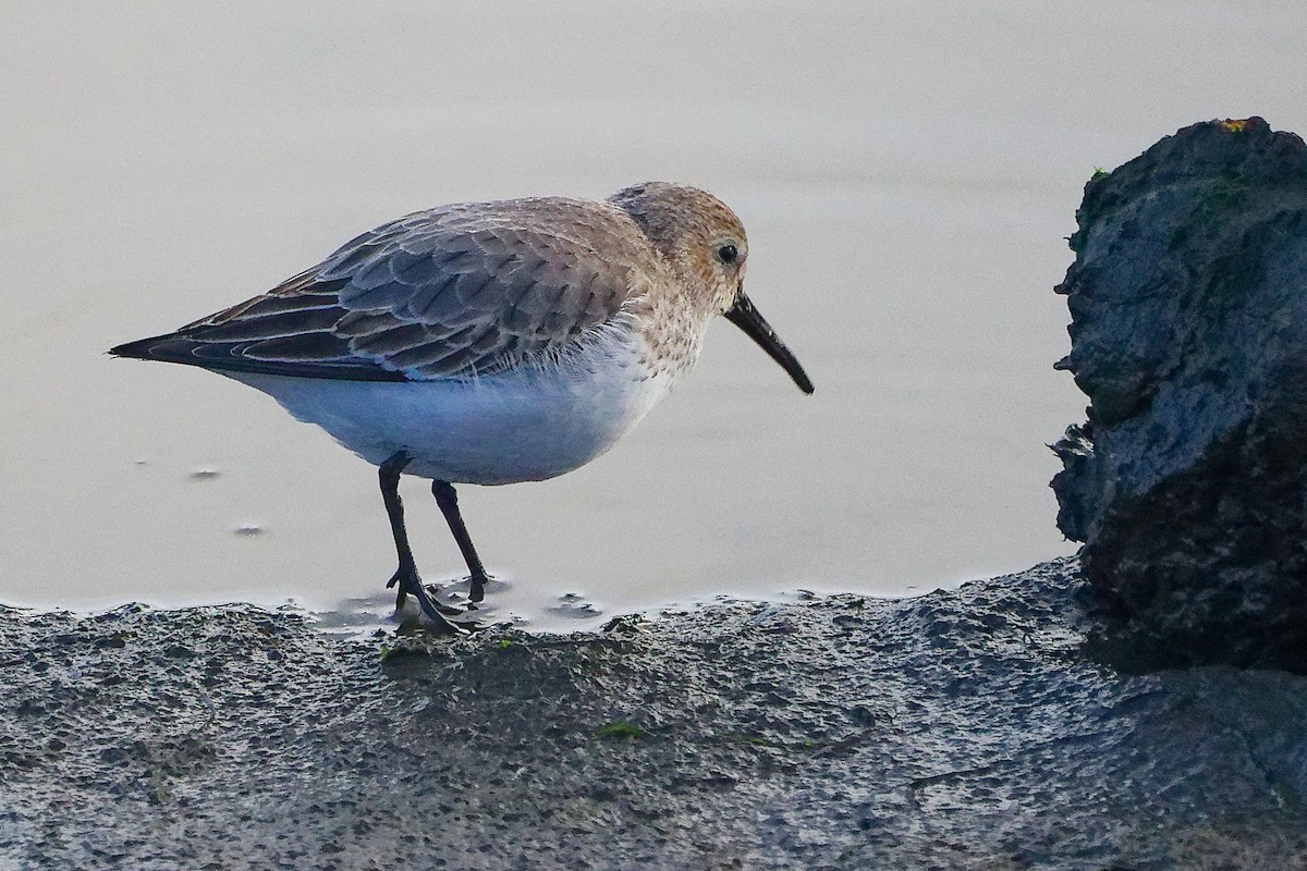Dunlin - ML646282609