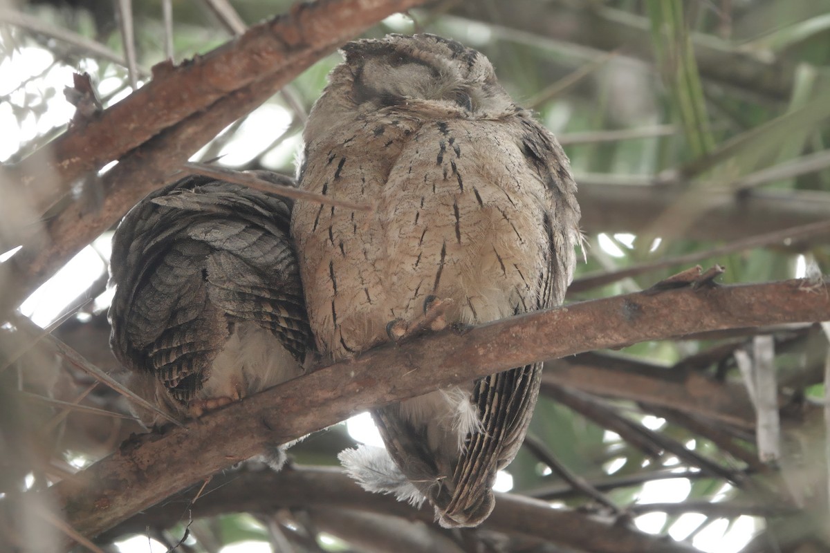 Hint İshakkuşu - ML646282614