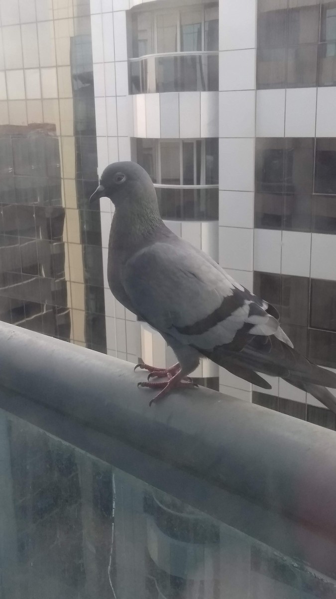 Kaya Güvercini (evcil tip) - ML646282619