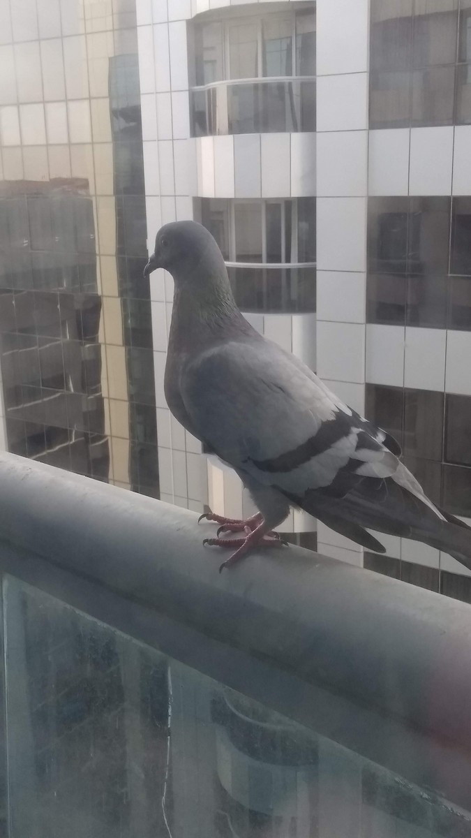 Kaya Güvercini (evcil tip) - ML646282620