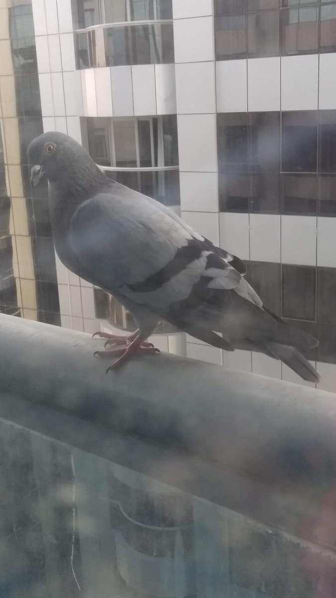 Kaya Güvercini (evcil tip) - ML646282621