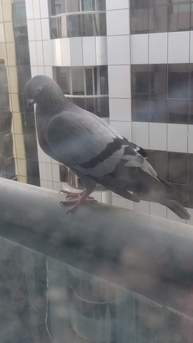 Kaya Güvercini (evcil tip) - ML646282622