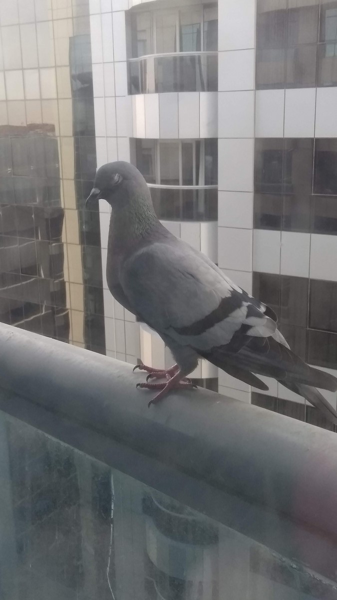 Kaya Güvercini (evcil tip) - ML646282623