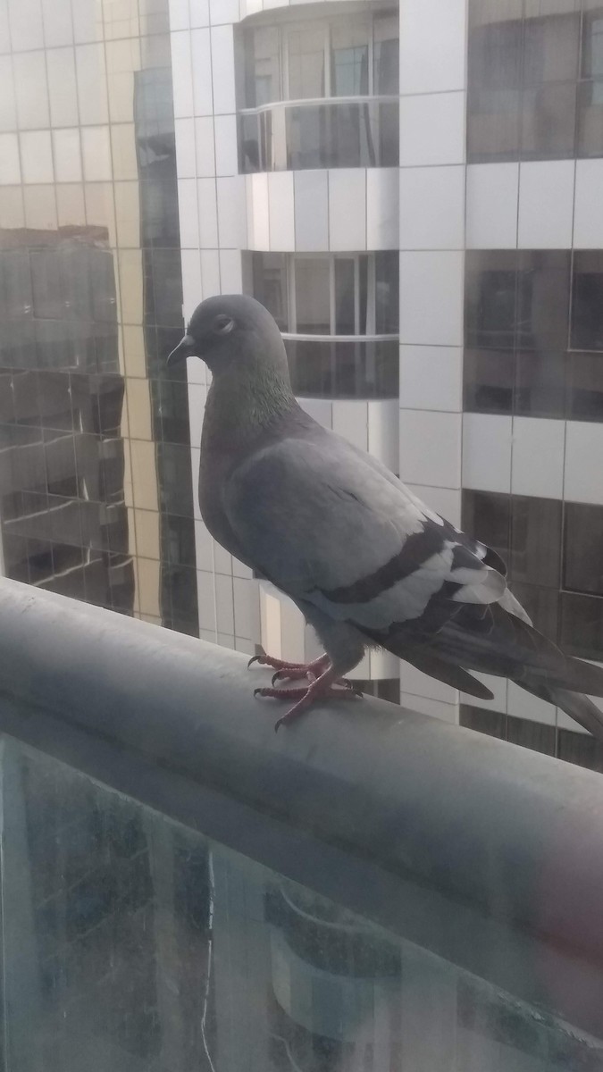 Kaya Güvercini (evcil tip) - ML646282624