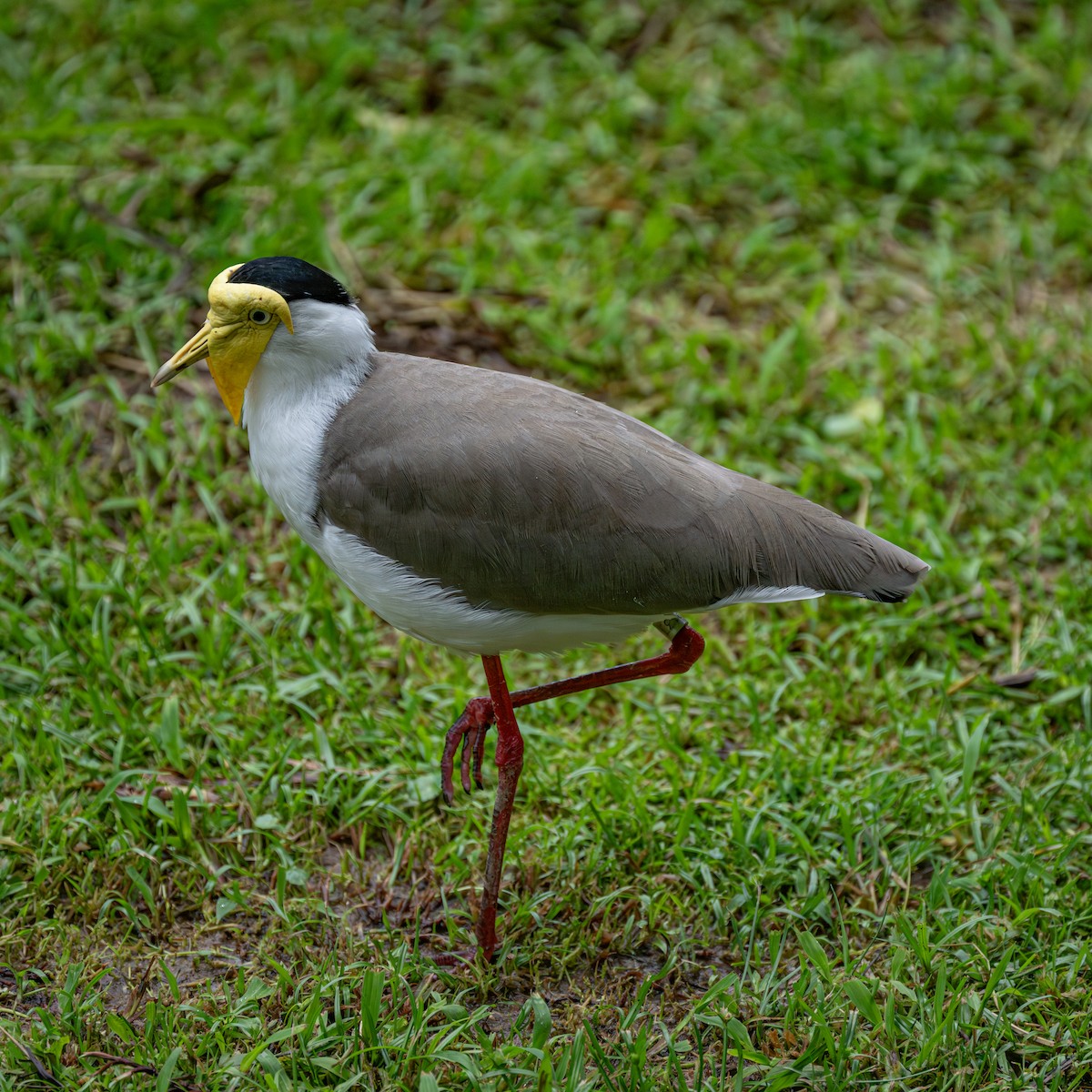 Miğferli Kızkuşu - ML646282626