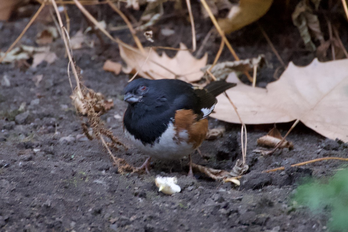 Kızıl Böğürlü Tovi - ML646282628