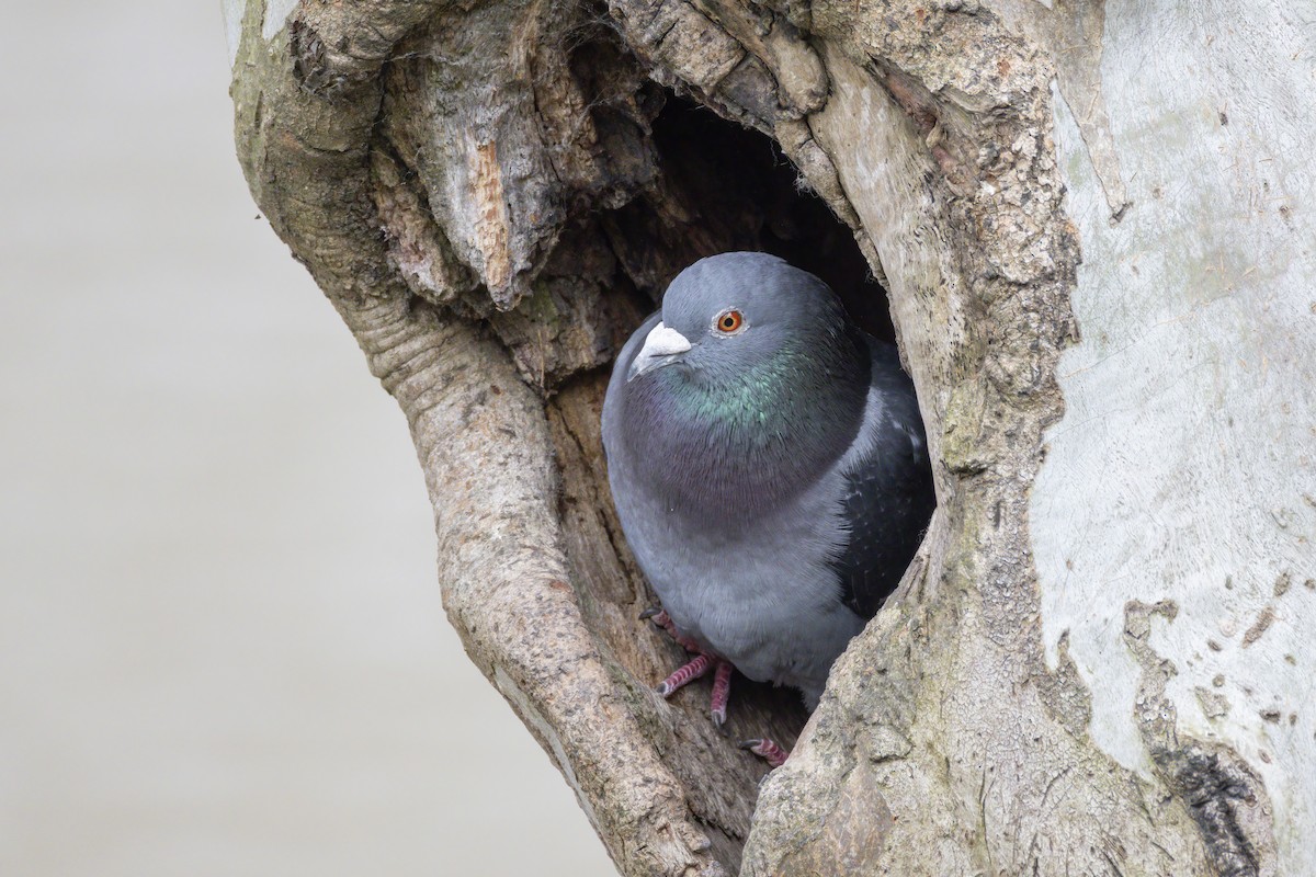 Kaya Güvercini (evcil tip) - ML646282629