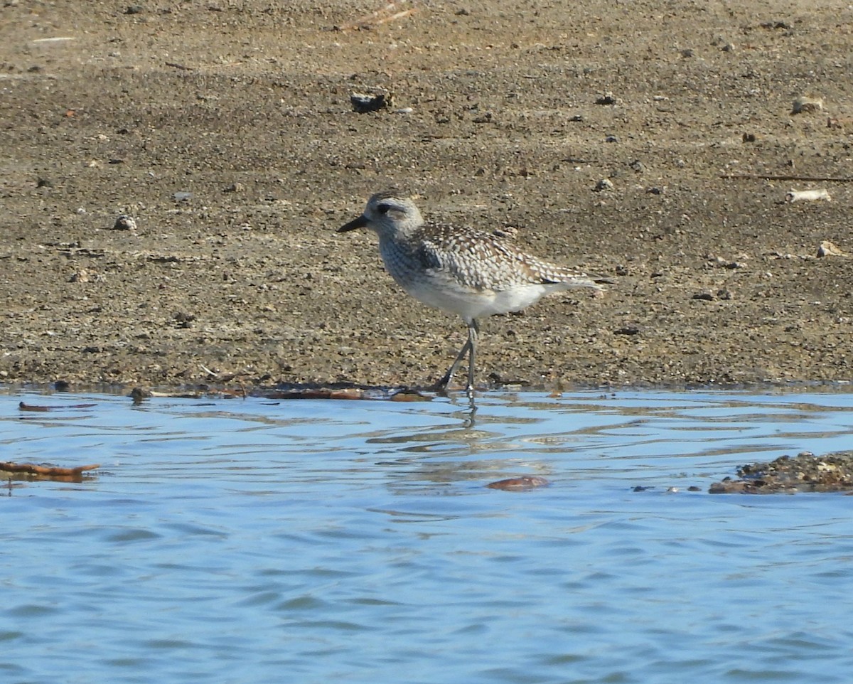 Gümüş Yağmurcun - ML646282632